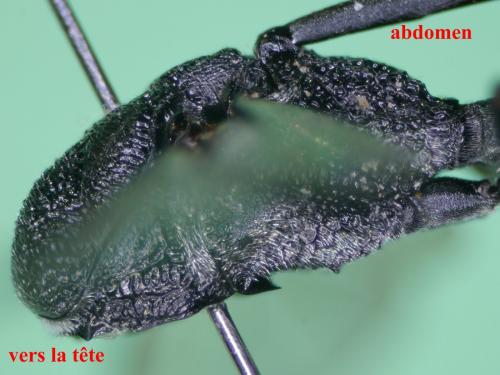 Gasteruption caucasicum
